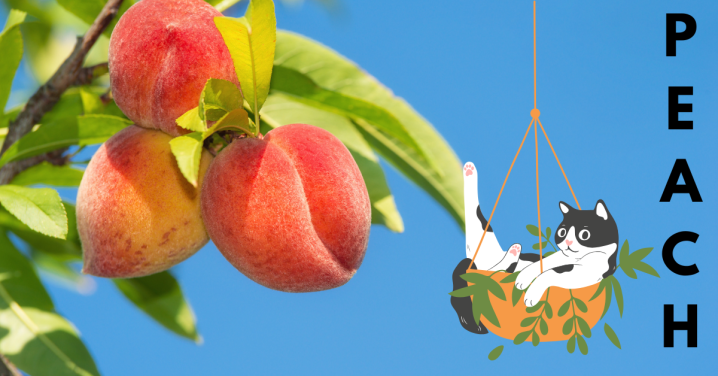 A cat sitting in a hanging basket next to peaches on a vine, with the word PEACH down the right side.
